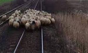 Prăpăd făcut de un tren în Brașov. Un cioban și 20 de oi au murit pe loc
