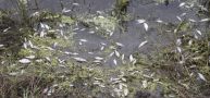 Asociațiile de mediu avertizează asupra pericolului gropii de gunoi Vidra operată de ECO SUD S.A.