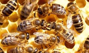 O femeie a murit după ce a fost înţepată de zeci de albine