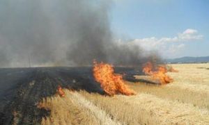 Un incendiu de proporții a mistuit 70 de hectare de porumb în județul Arad