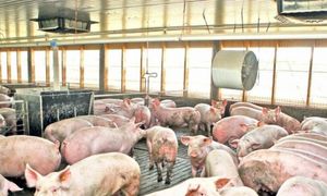 40.000 de porci, SACRIFICAŢI la Tulcea după depistarea focarului de pestă porcină africană