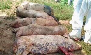 Un nou focar de pestă porcină africană a fost confirmat în judeţul Buzău