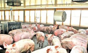 Sute de FOCARE de pestă porcină în întreaga țară