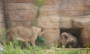 Patru lei de la o grădină zoologică au fost testați pozitiv pentru Covid-19