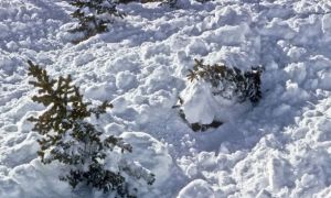 Schiori prinși de avalanșă în Valea Doamnei