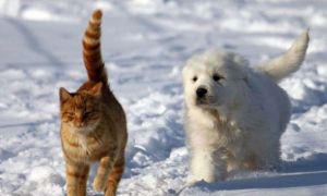 SFATUL zilei: Cum avem grijă de animalele de companie în sezonul rece