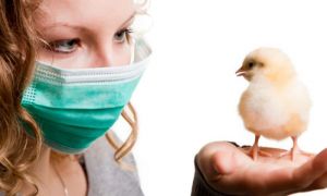 Peste 1 milion de găini vor fi sacrificate în Japonia, după confirmarea unui focar de gripă aviară