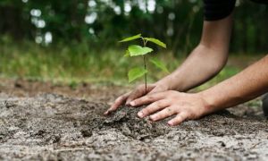 Romsilva demarează campania de împădurire de primăvară: Aproximativ 20 de milioane de puieți forestieri vor fi plantați
