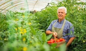 Ministrul Agriculturii CRITICĂ Programul Tomata inițiat de Petre Daea. Ce ajutoare se promit acum agricultorilor