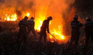 Alertă printre pompieri: Patru incendii de vegetație într-o singură zi