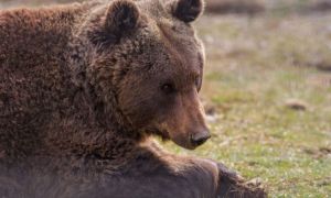 SCANDALUL din jurul ursului împușcat în Covasna. Ce spune ministrul Mediului