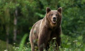 Primele măsuri după împușcarea ursului Arthur: Turiștii străini NU vor mai putea vâna în România