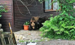 Decizia autorităților în cazul a doi urși care nu au putut fi alungați din curtea unei pensiuni