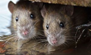 Prefectul Alin Stoica anunță că problema șobolanilor din Capitală nu va fi rezolvată prea curând