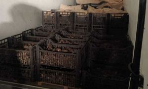  Aproape 1,2 tone de trufe negre, în valoare de 600.000 de lei, confiscate de poliţiştii din Neamţ de la un cetățean italian