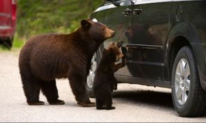 Amenzile pentru hrănirea urșilor ar putea fi dublate sau chiar triplate