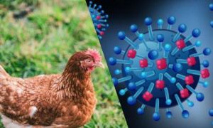 India anunță primul DECES provocat de gripa aviară