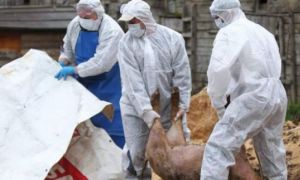 ALERTĂ: 7 focare de pestă porcină au fost identificate în Ialomița
