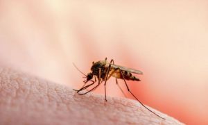 Au fost identificați țânțari purtători ai virusului West Nile într-o zonă din București. Reacția Primăria Capitalei