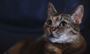 O pisică, eroina unui francez. Cum i-a SALVAT viața stăpânului ei