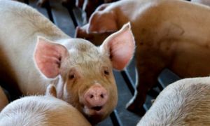 ANSVSA: Peste 20.000 de samsari vând ilegal porci și răspândesc pesta africană în țară