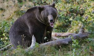 Urșii periculoși din afara orașelor vor putea fi uciși