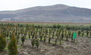 Ministerul Mediului promite acțiuni de ÎMPĂDURIRE pe peste 7.600 de hectare