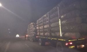 DECIZIE. Transporturile de lemne din pădure pe timp de noapte au fost INTERZISE!
