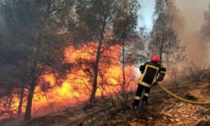 RECORD al numărului de incendii de pădure. Ce măsuri ia Ministerul Mediului