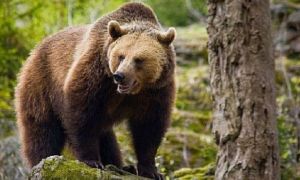 Doi copii din Sibiu au fost ATACAȚI de urs. În ce stare se află