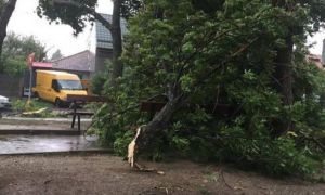 Furtuna a făcut ravagii. Copaci căzuți în mai multe zone din Capitală