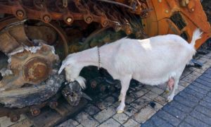 Povestea caprei EROINĂ din Ucraina care le-a dat bătăi de cap rușilor