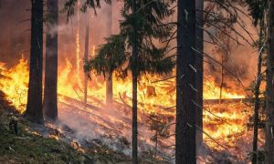 Zeci de hectare de pădure sunt mistuite de flăcări în Vrancea