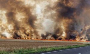 VIDEO Incendiile au făcut PRĂPĂD în Timiș. Peste 60 de hectare de teren sunt distruse