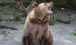 Trasee turistice închise din cauza urșilor 
