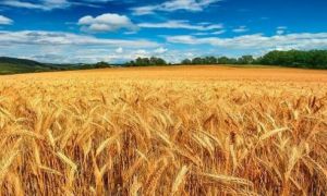 Probleme uriașe din cauza secetei: Cu cât a scăzut producția de grâu