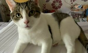 Povestea pisicii Billy care și-a SALVAT stăpâna de la moarte