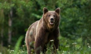 Alertă de urs în Câmpina - A doua în ultimele 3 zile