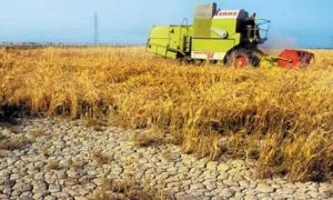MADR: Suprafața afectată de secetă în România a depășit 400.000 de hectare
