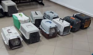 Campanie de sterilizări gratuite, „din poartă în poartă”,  pentru câinii şi pisicile de rasă comună din județul Ilfov
