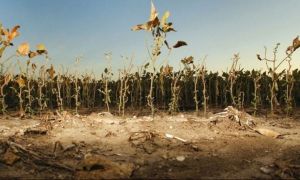 Dezastru în agricultură: culturile din 37 de județe sunt afectate de SECETĂ