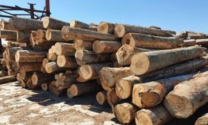 ANUNȚUL ministrului Mediului despre preţul lemnelor de foc