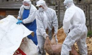 Mii de porci vor fi sacrificați la o fermă din Timiș, după descoperirea unui focar de pestă porcină