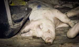 Un fermier s-a ales cu DOSAR PENAL după și-a îngropat zeci de porci cu pestă porcină