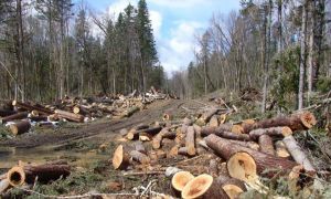 Amenzi de aproape 19 milioane de lei în 2022, pentru tăieri ilegale de lemn