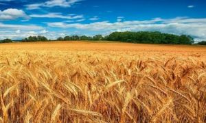 Prețul grâului a explodat după ce Rusia blochează exportul cerealelor din Ucraina