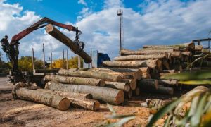 Ordonanța privind PLAFONAREA prețului la lemne, gata de aplicare