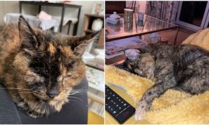 Ea este Flossie, cea mai bătrână pisică în viață. E incredibil câți ani are