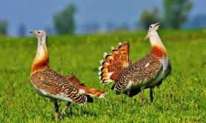 Avertisment al Societății Ornitologice din România: Peste 40 de specii de păsări, amenințate cu dispariția