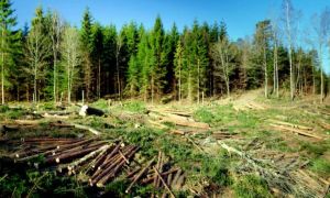 ASFOR: 90% din lemnul României, exploatat și valorificat de SRL-uri